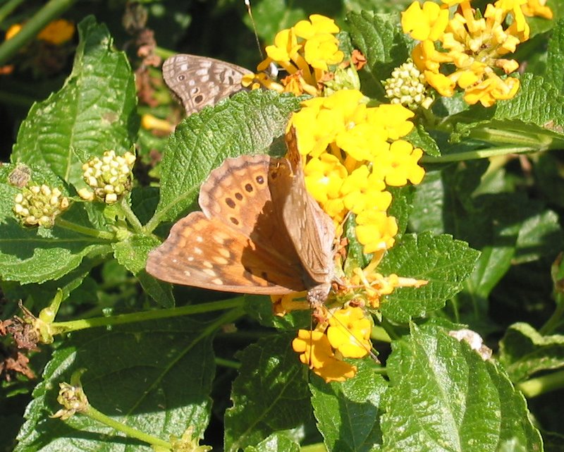 Butterflies