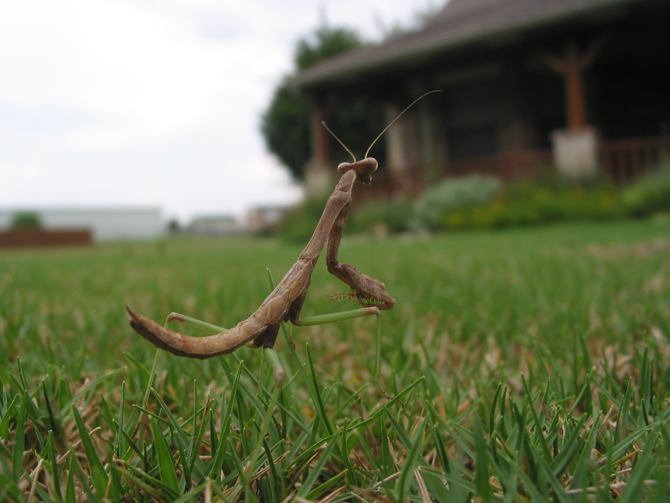 Praying Mantis-11