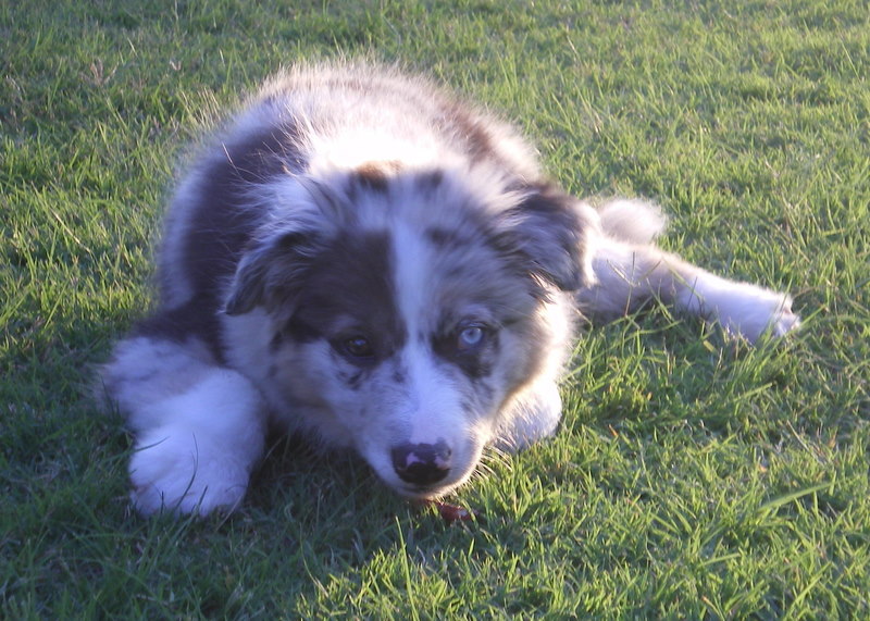 Our new puppy, Scout. A pure-bred Border Collie