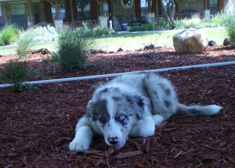 Scout chilling in the new flower garden