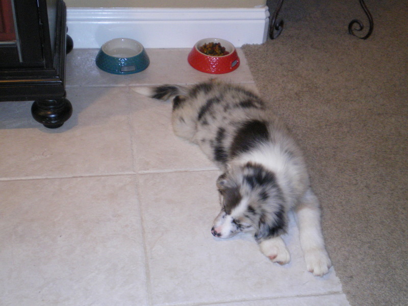 Scout likes to lie on the cool kitchen tile