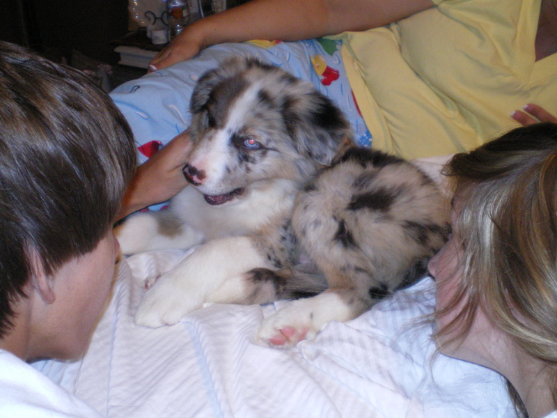Andrew, Scout, and Holly