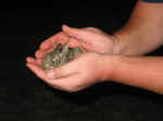 The bunny looks really small in Big Daddy's hands.jpg (43560 bytes)
