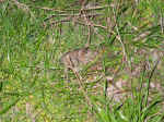 The rabbit is free.jpg (187967 bytes)