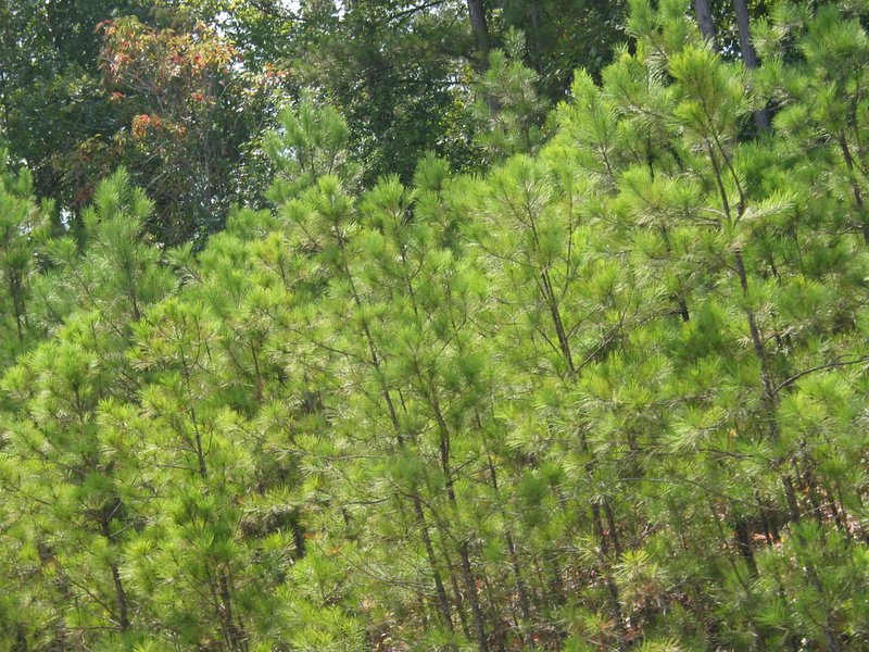 Some young Georgia pines