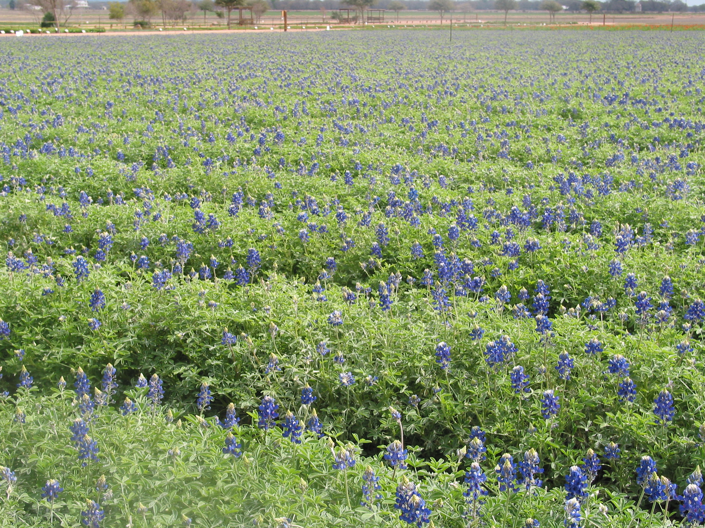 A field of bluebonnets at Wildseed Farms