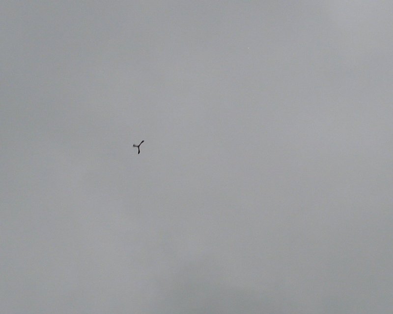 Juice's Aussie Round boomerang in flight
