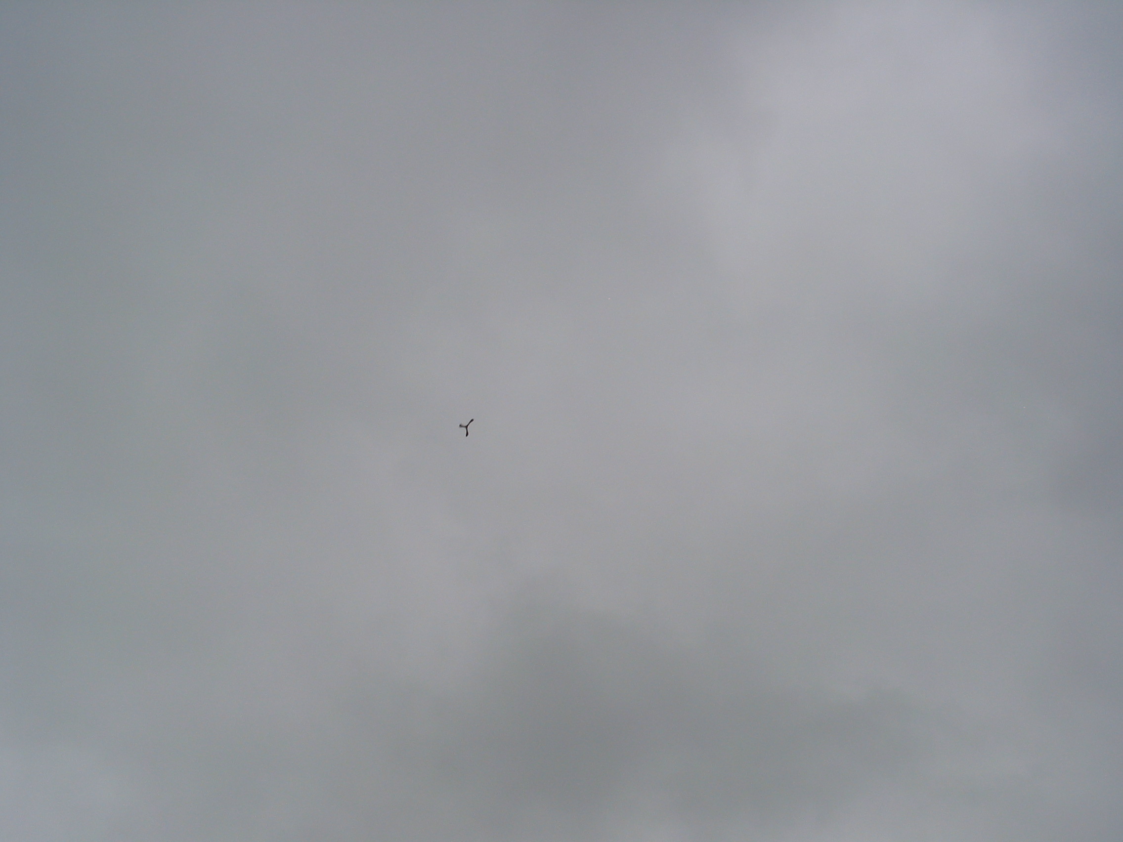 Juice's Aussie Round boomerang in flight