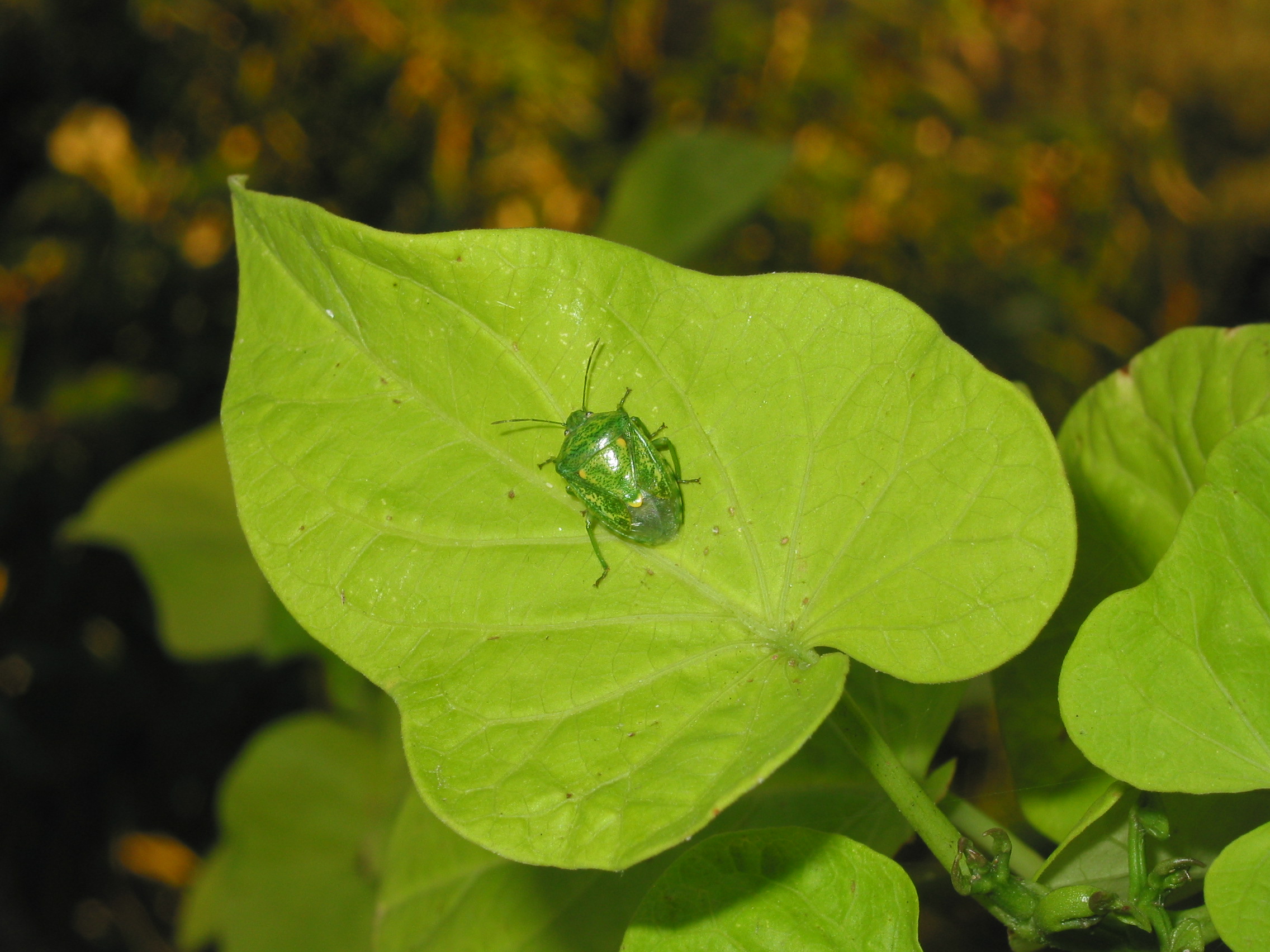 Another shot of the Southern Green Stink Bug [url=http://vegipm.tamu.edu/sucking/stinkbug.html]Click here to learn more.[/url]
