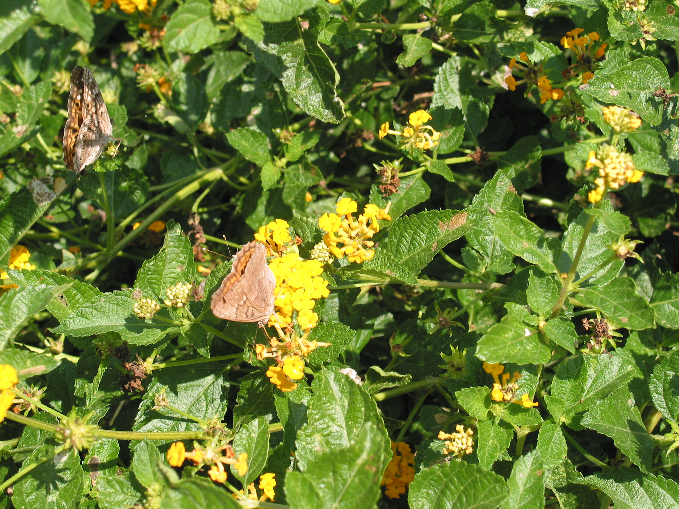 Butterfly closeup 1
