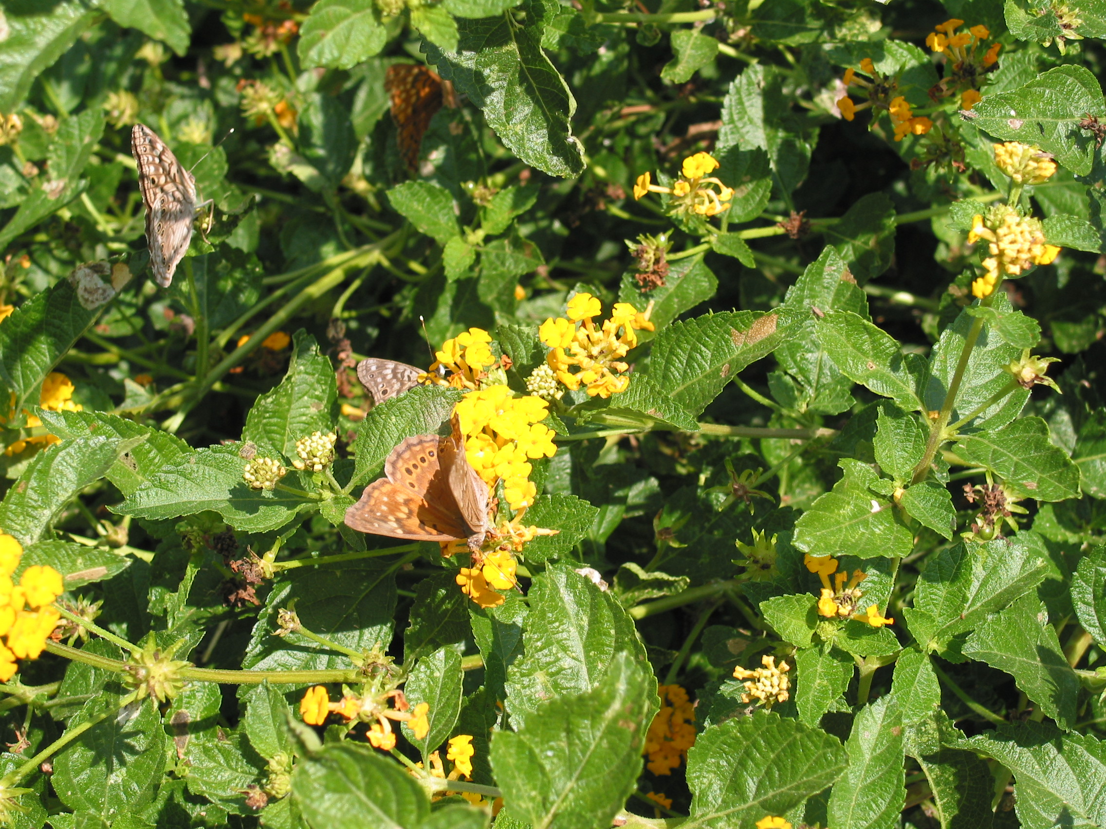 Butterfly closeup 2