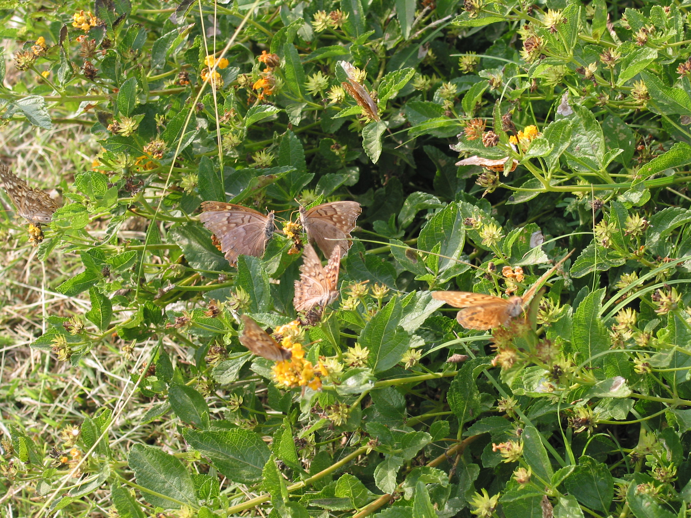Two butterflies sharing a flower
