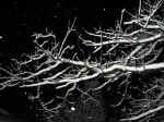 Snowing in Dallas 2002-02-05.jpg (236028 bytes)